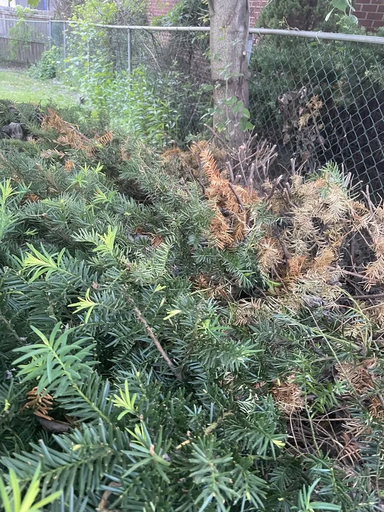 Professional lawn care service with custom design in Baden, PA by Elements Landscape Management