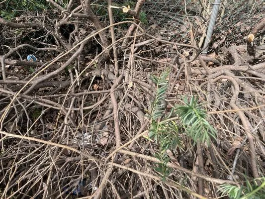 Elements Landscape Management