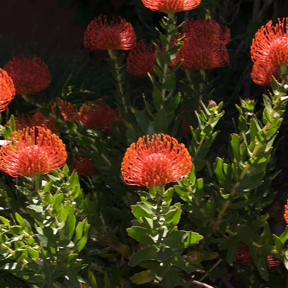 Affordable lawn care service in Menlo Park, CA - Elements Landscape