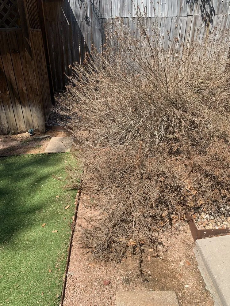 Expert lawn care service in Austin, TX - Elements Lawn & Landscape