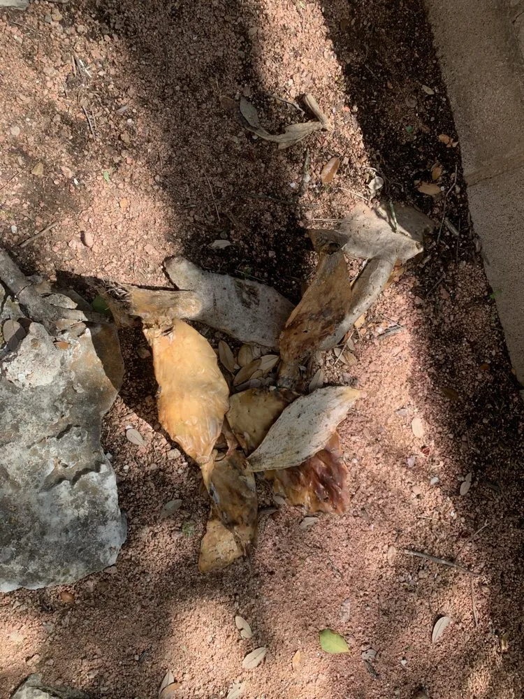 Affordable landscaping services in Austin, TX by Elements Lawn & Landscape