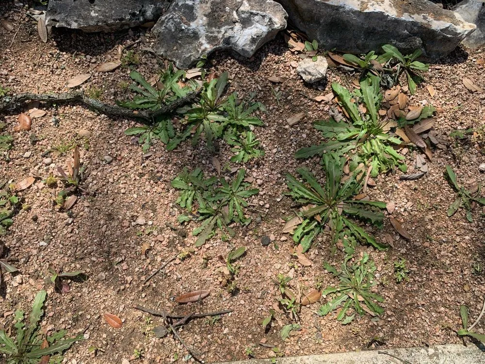 Reliable yard cleanup service for year-round maintenance across Austin, TX - Elements Lawn & Landscape