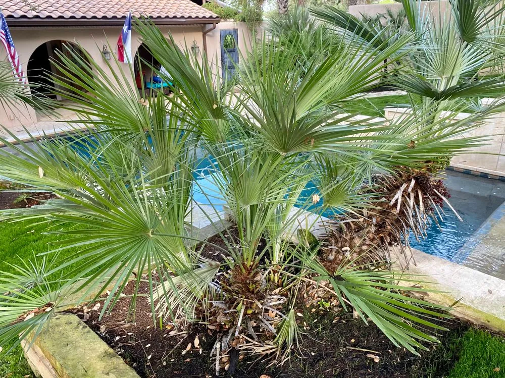 Expert garden landscaping for beautiful yards in Austin, TX by Elements Lawn & Landscape