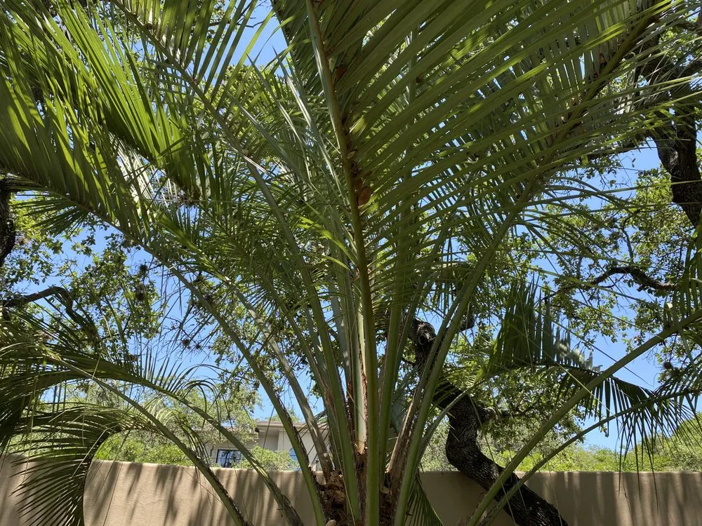 Custom lawn care service near you in Austin, TX by Elements Lawn & Landscape