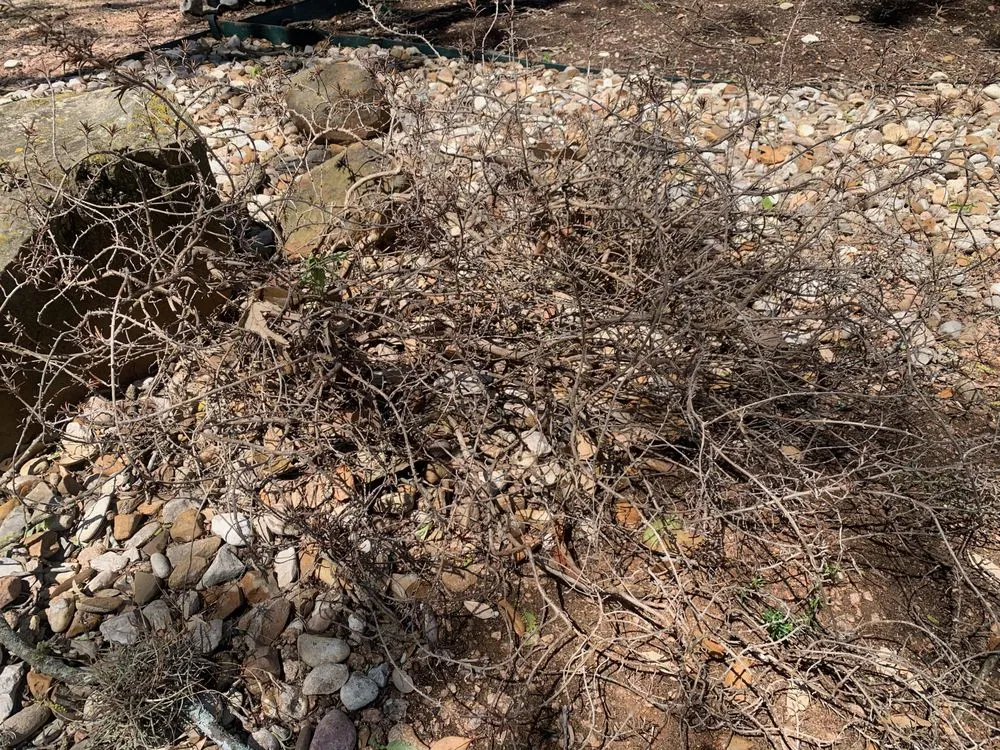 Professional lawn care service experts serving Austin, TX - Elements Lawn & Landscape