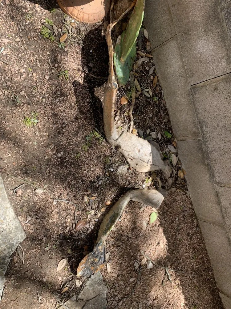 Expert garden landscaping with custom design in Austin, TX by Elements Lawn & Landscape