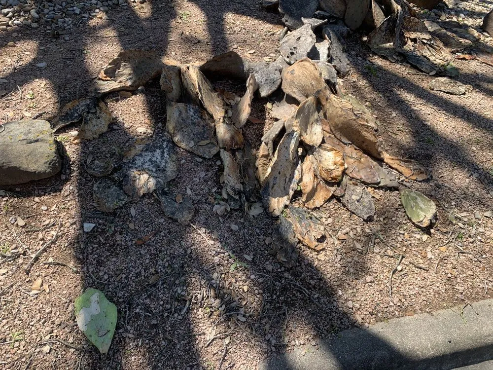 Trusted landscaping services for residential properties in Austin, TX by Elements Lawn & Landscape