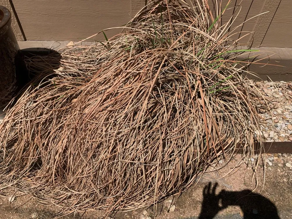 Local landscaping services for beautiful yards in Austin, TX by Elements Lawn & Landscape