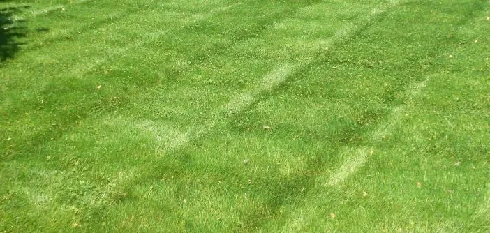 Professional landscaping services near you across Cherry Hill, NJ - Elements Lawn & Pest