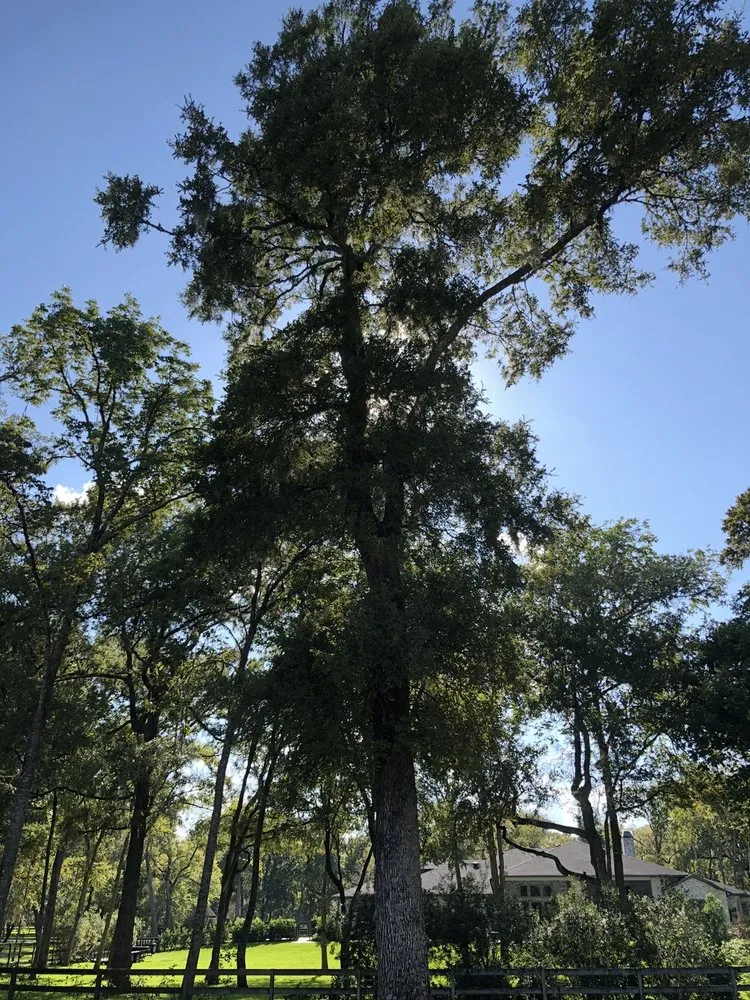 Local landscaping services in Katy, TX by Elements Tree, Lawn and Shrub