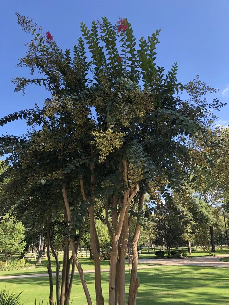 Custom landscape design in Katy, TX - Elements Tree, Lawn and Shrub