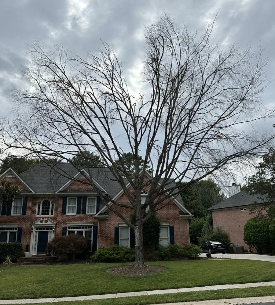 Trusted garden landscaping in Charlotte, NC by Elephant Trunk Tree and Landscaping