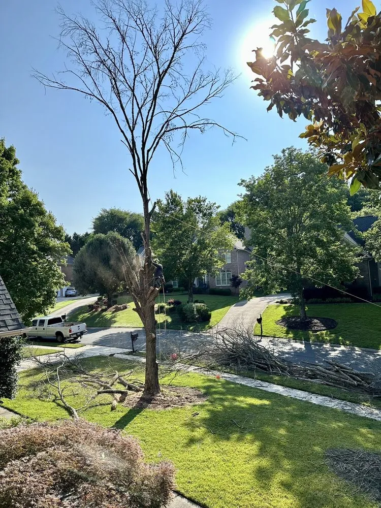 Top-rated landscape design in Charlotte, NC by Elephant Trunk Tree and Landscaping