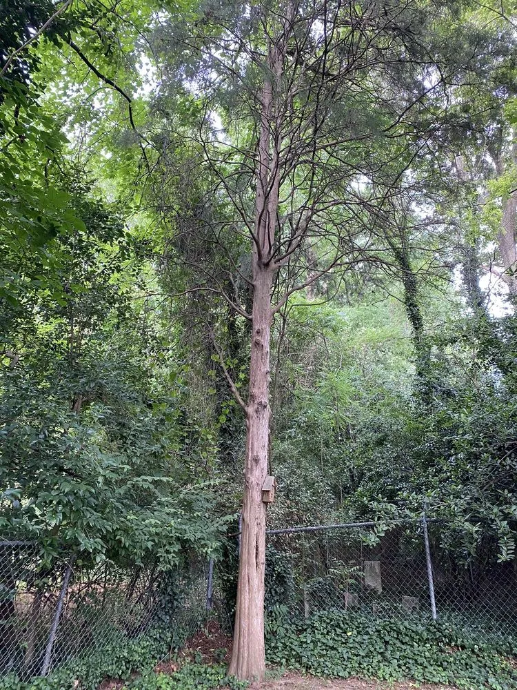 Expert landscaping services with custom design in Charlotte, NC by Elephant Trunk Tree and Landscaping