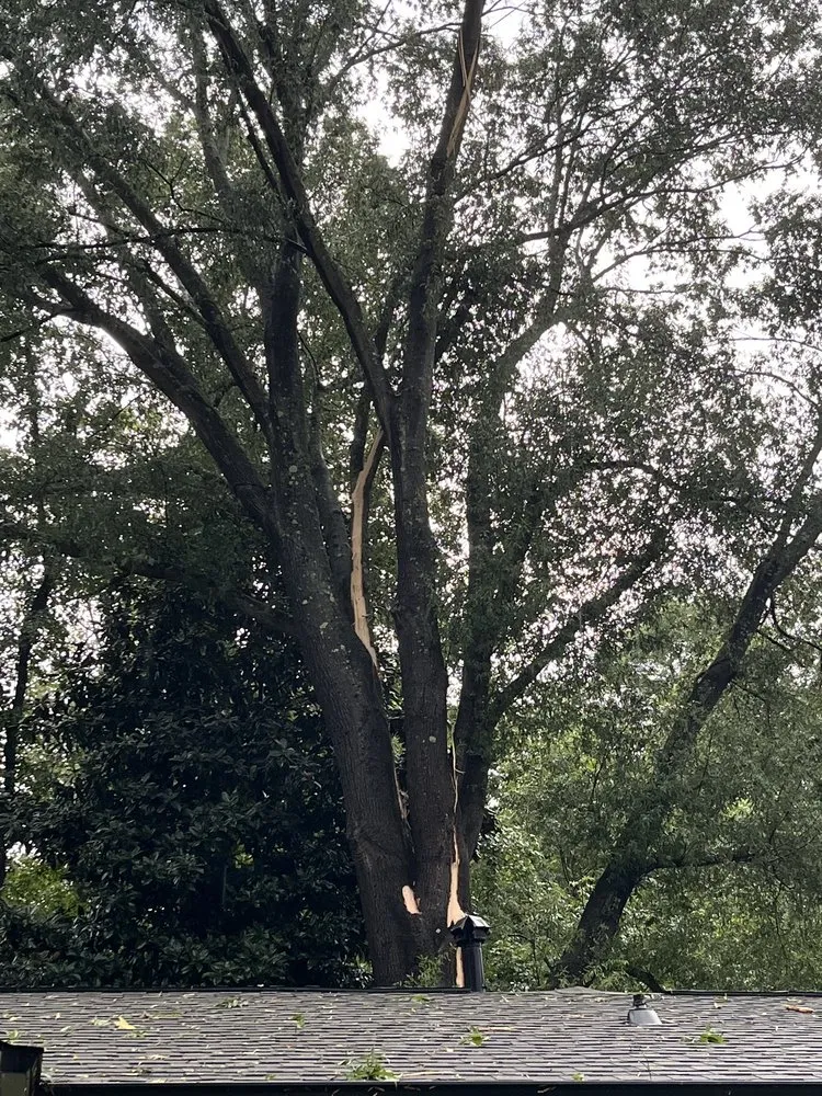 Local lawn mowing service near you across Charlotte, NC - Elephant Trunk Tree and Landscaping