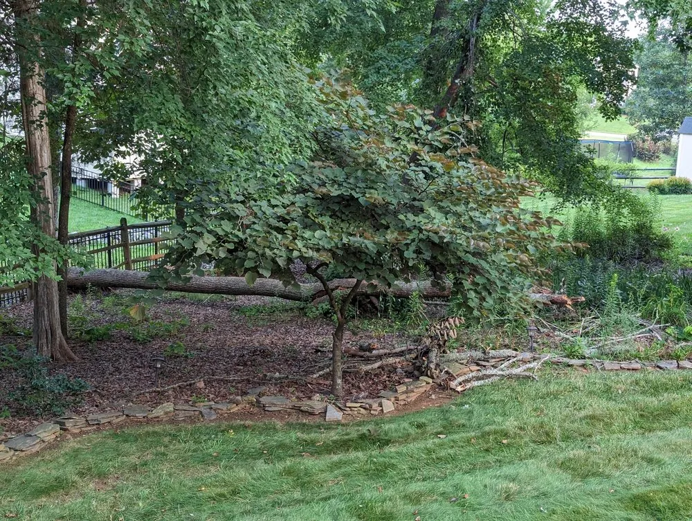 Reliable yard cleanup service in Charlotte, NC by Elephant Trunk Tree and Landscaping