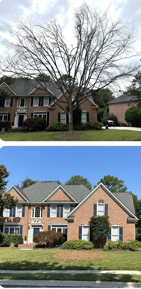 Top-rated landscape design in Charlotte, NC - Elephant Trunk Tree and Landscaping