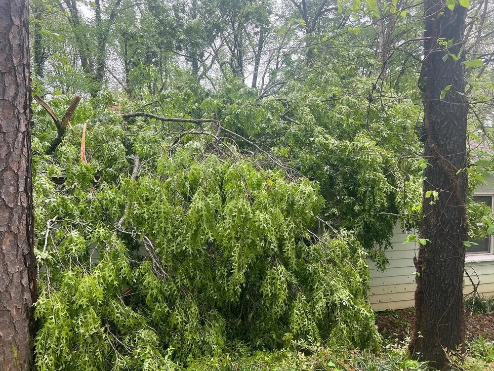 Trusted yard cleanup service for residential properties in Charlotte, NC by Elephant Trunk Tree and Landscaping