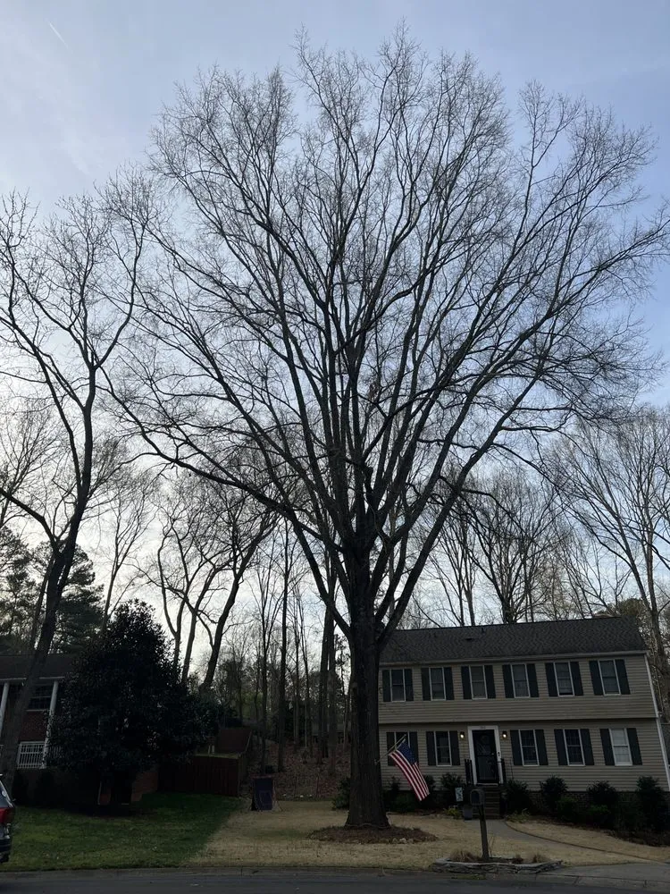 Top-rated yard cleanup service for beautiful yards in Charlotte, NC by Elephant Trunk Tree and Landscaping