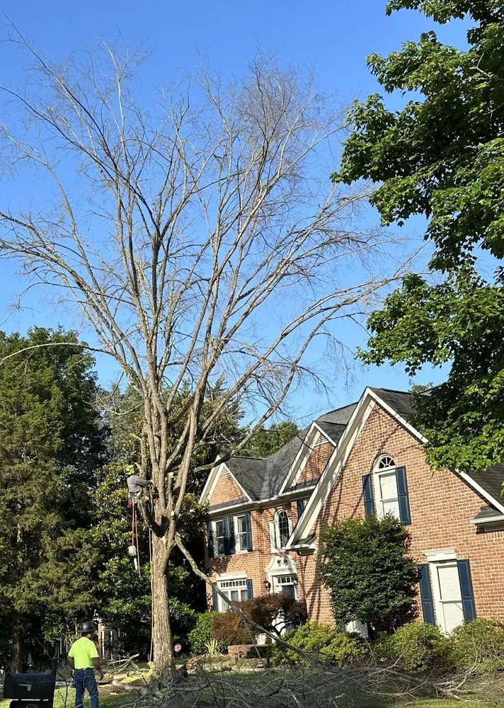 Trusted yard cleanup service in Charlotte, NC by Elephant Trunk Tree and Landscaping