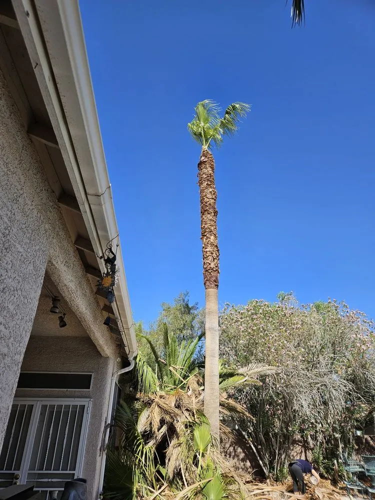 Custom lawn care service in Las Vegas, NV by Elevate Land Care