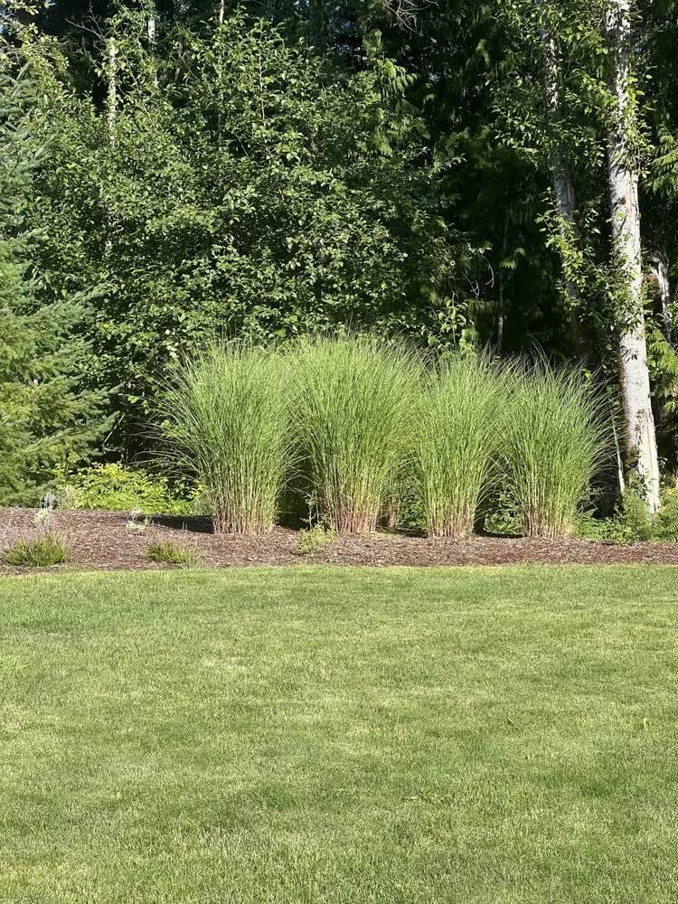 Professional lawn care service in Bonney Lake, WA - Elevate Landscape And Design