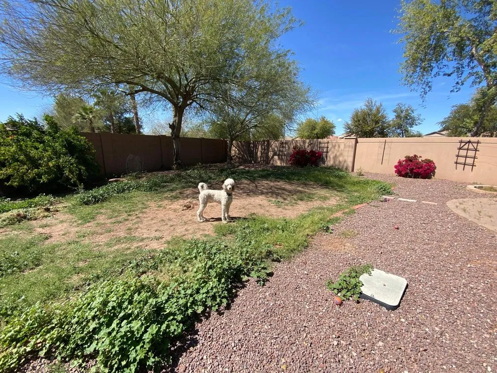 Professional yard cleanup service in San Tan Valley, AZ by Elevate Landscape