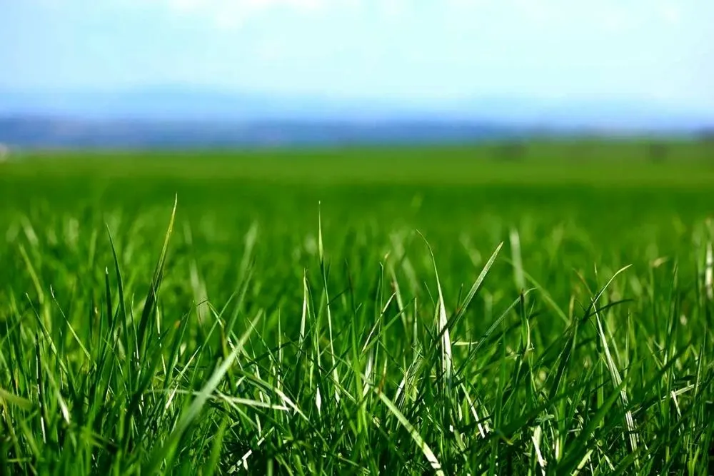 Local lawn mowing service in Princeton, MN - Elevate Outdoor Solutions