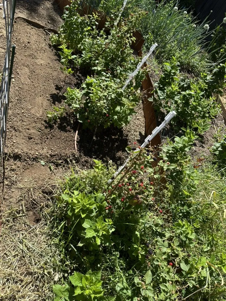 Affordable garden landscaping near you across Meadow Vista, CA - Elevate Outdoors