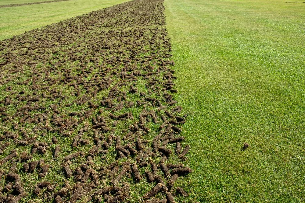 Custom yard cleanup service experts serving Meadow Vista, CA - Elevate Outdoors