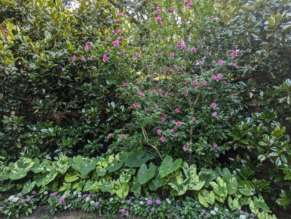 Expert landscaping services in Mesquite, TX - Elevated Gardens