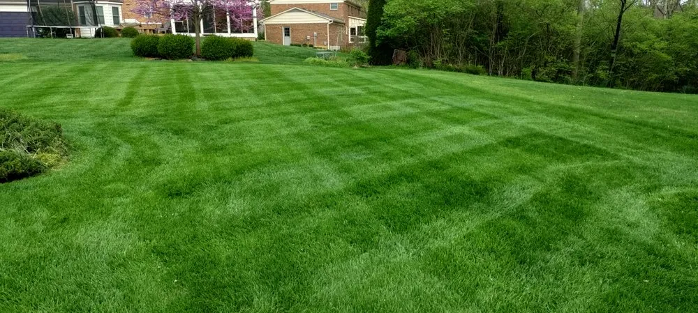 Expert yard cleanup service in Cincinnati, OH - Elevated Landscape and Lawncare