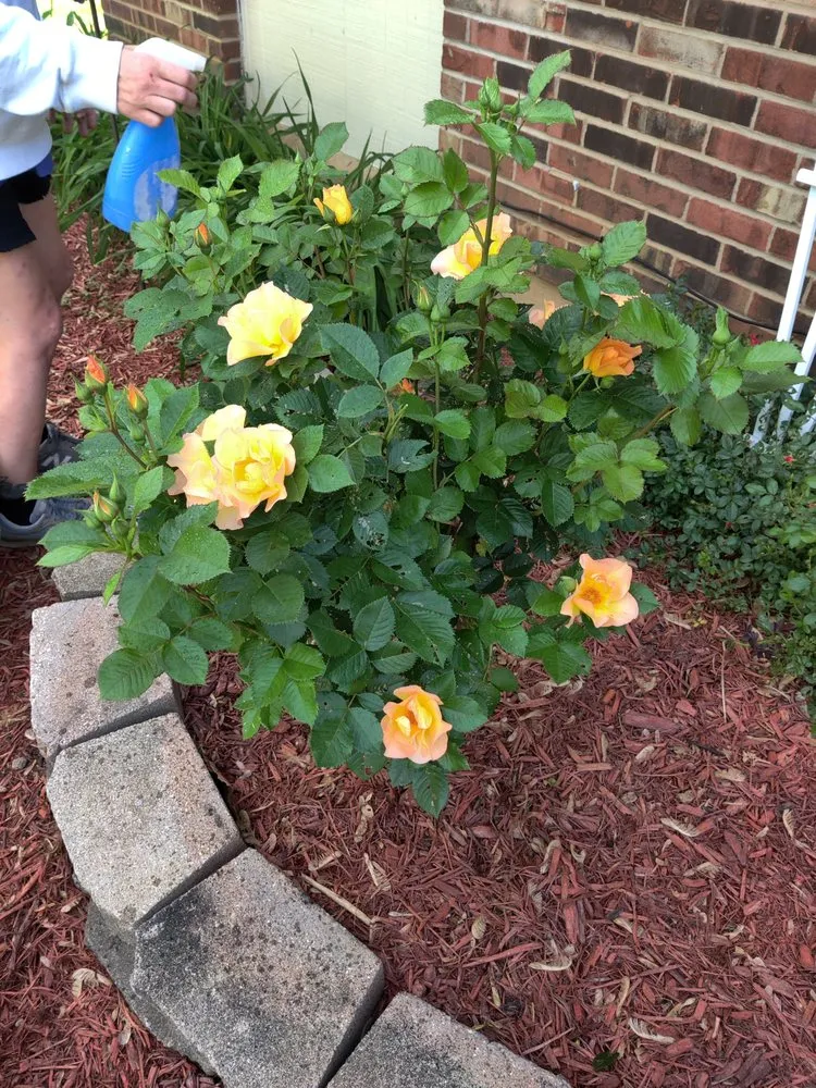 Local landscape installation for residential properties in Cincinnati, OH by Elevated Landscape and Lawncare