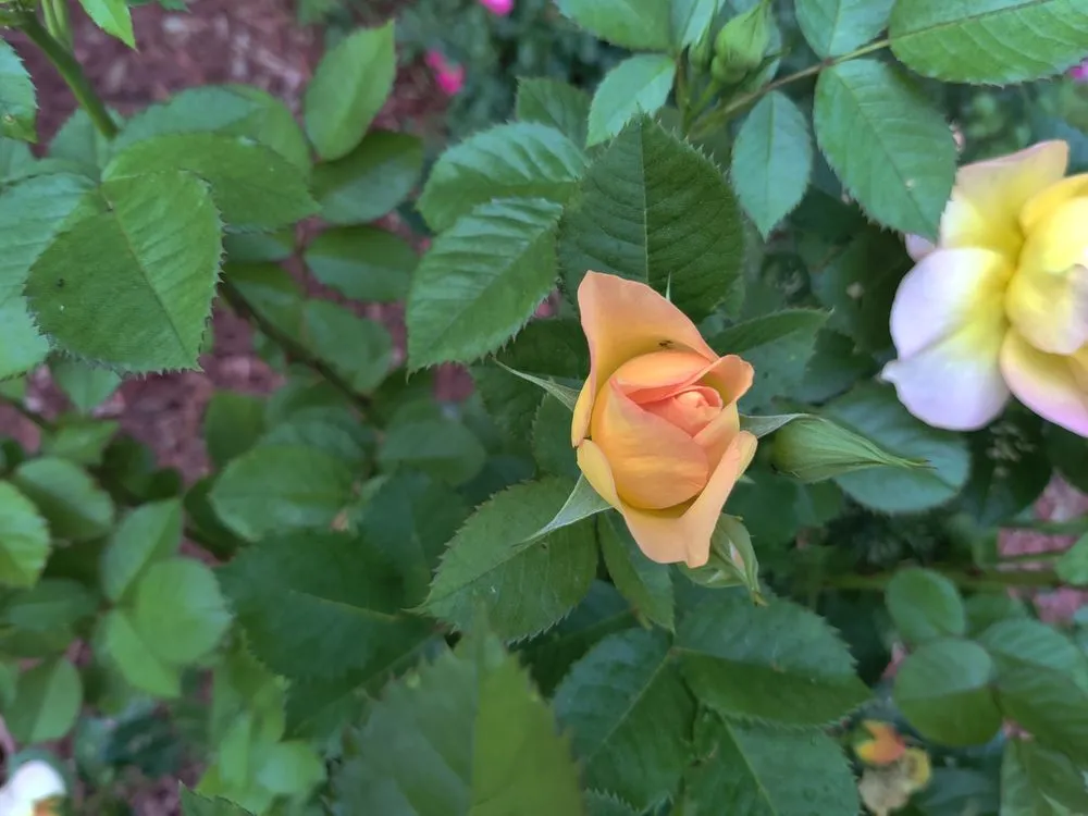 Affordable residential landscaping near you in Cincinnati, OH by Elevated Landscape and Lawncare