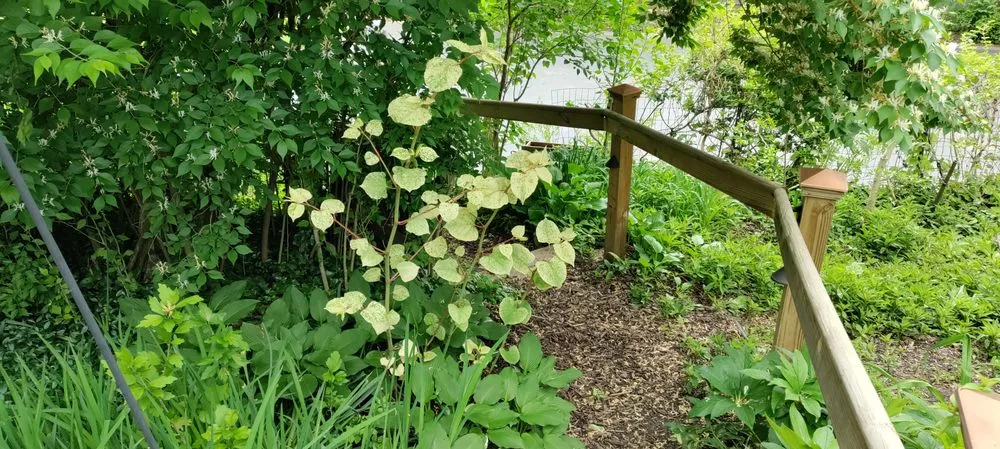 Affordable landscape design for residential properties across Cincinnati, OH - Elevated Landscape and Lawncare