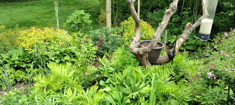 Local lawn care service in Cincinnati, OH - Elevated Landscape and Lawncare