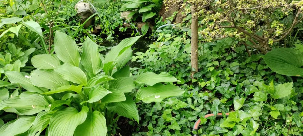 Expert outdoor landscaping experts serving Cincinnati, OH - Elevated Landscape and Lawncare