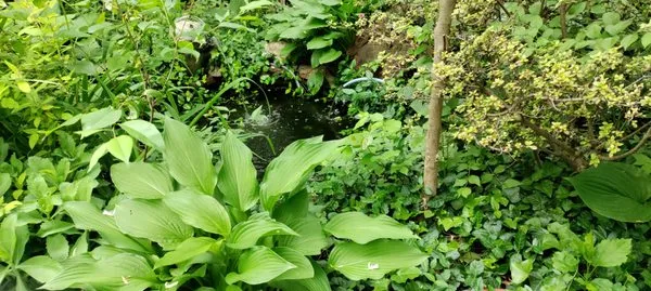 Elevated Landscape and Lawncare Logo