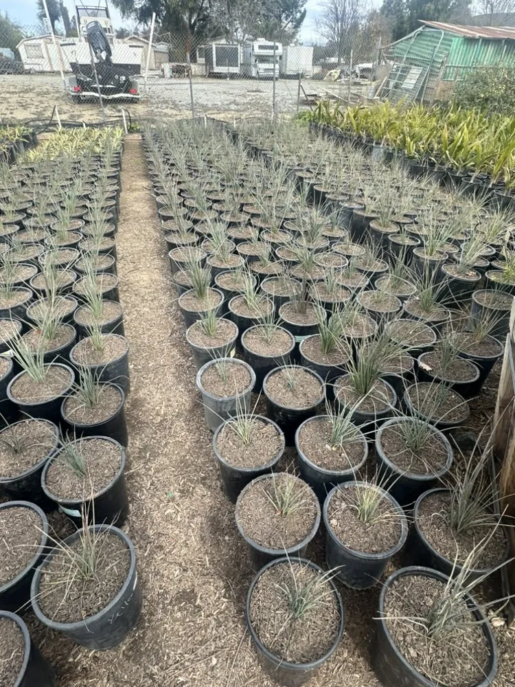 Trusted lawn mowing service in Lake Elsinore, CA by Elevated Landscaping Company