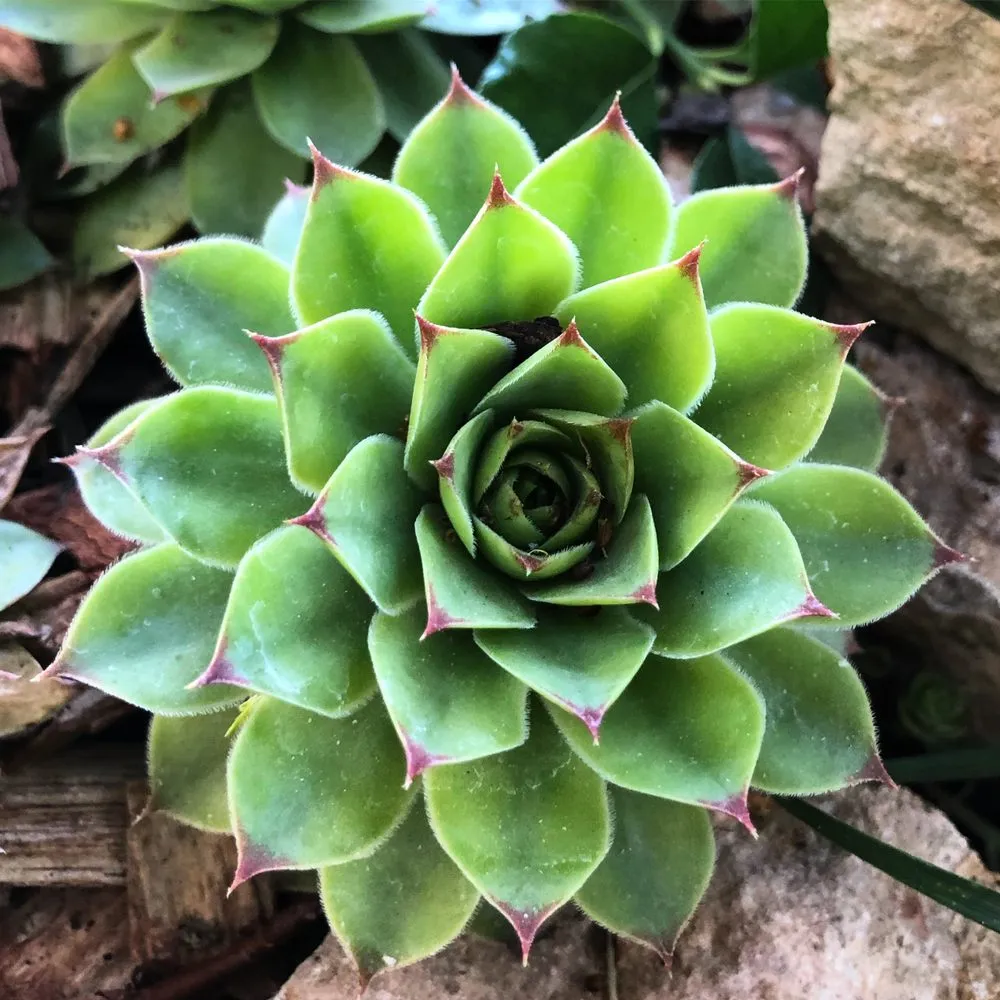 Trusted residential landscaping for homes across Sherman, TX - Elevated Lawn Care & Landscape