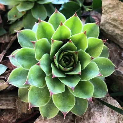 Elevated Lawn Care & Landscape Logo