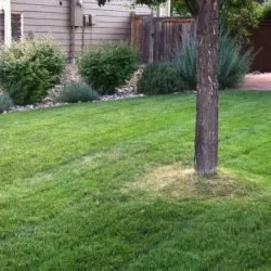 Top-rated residential landscaping in Fort Collins, CO by Elevated Lawns and Landscape