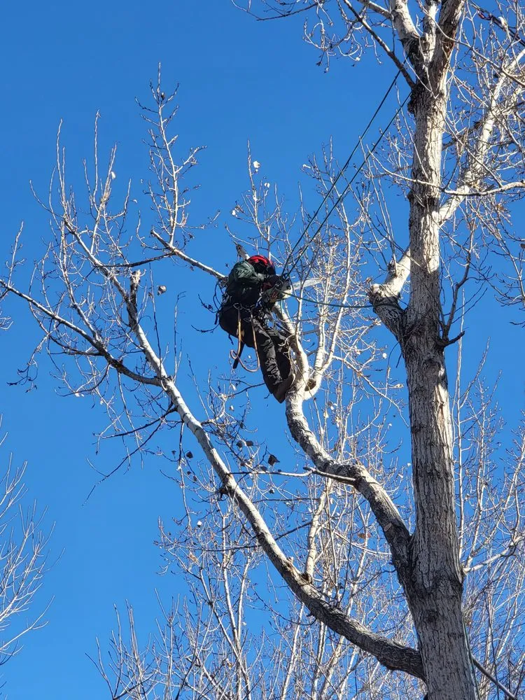 Local landscaping services in Denver, CO - Elevent Landscaping/Tree Services