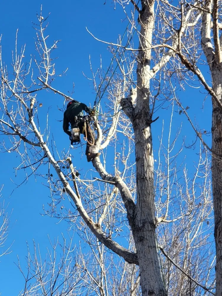 Local lawn care service experts serving Denver, CO - Elevent Landscaping/Tree Services