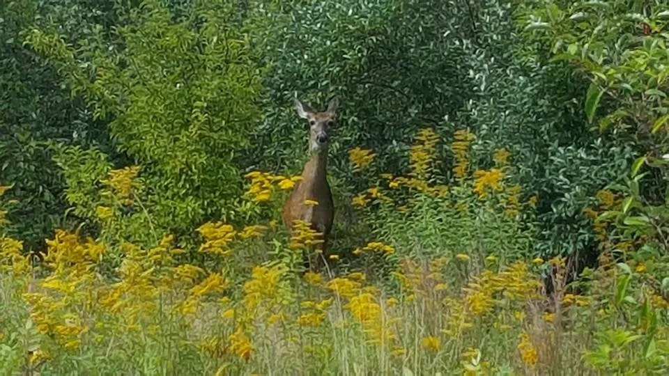 Affordable landscaping services for year-round maintenance in New Bedford, MA by Elf's Landscape