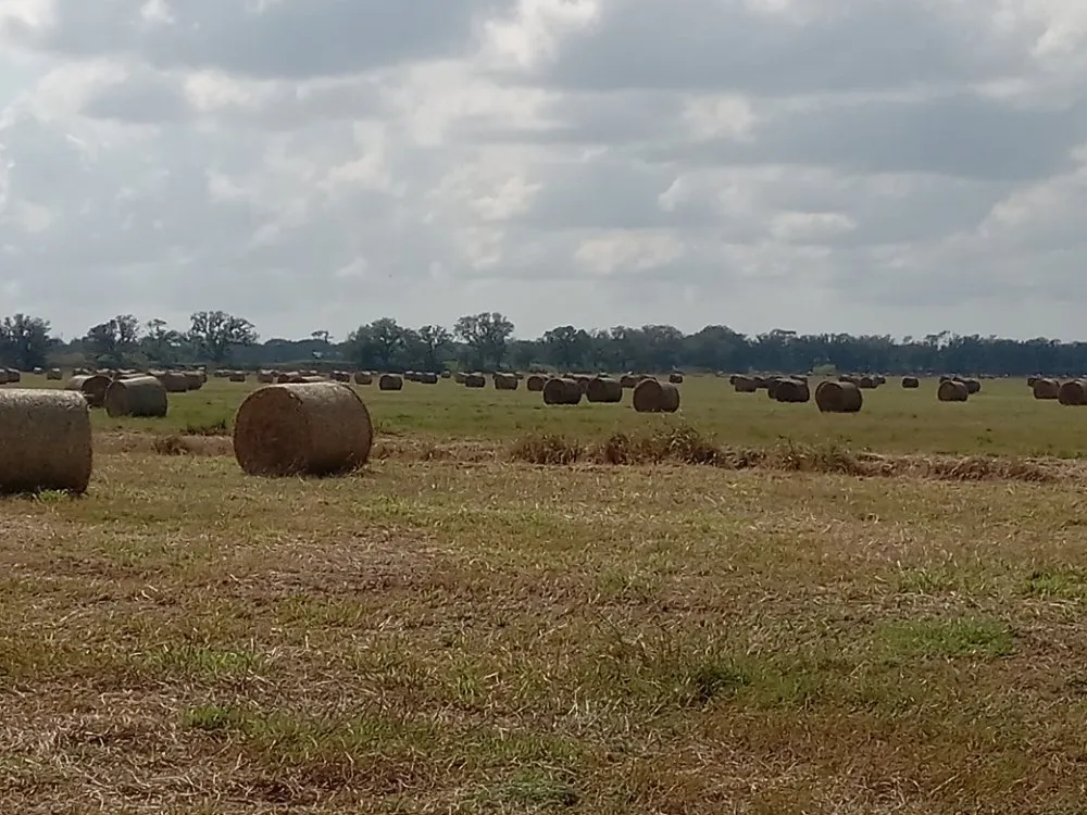 Trusted yard cleanup service in Wauchula, FL by ELH Farms