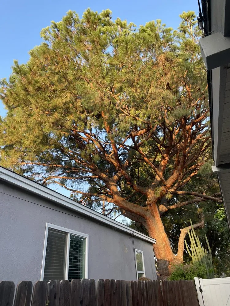 Expert landscape design for homes in Garden Grove, CA by Eli Landscaping