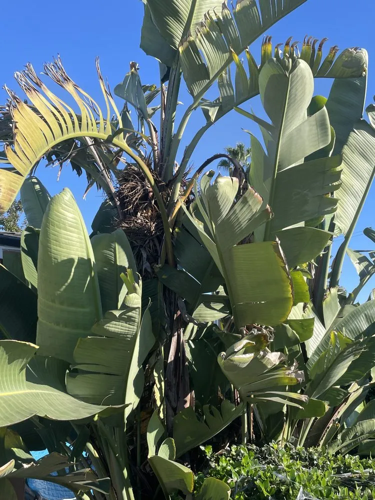 Reliable outdoor landscaping in Garden Grove, CA - Eli Landscaping