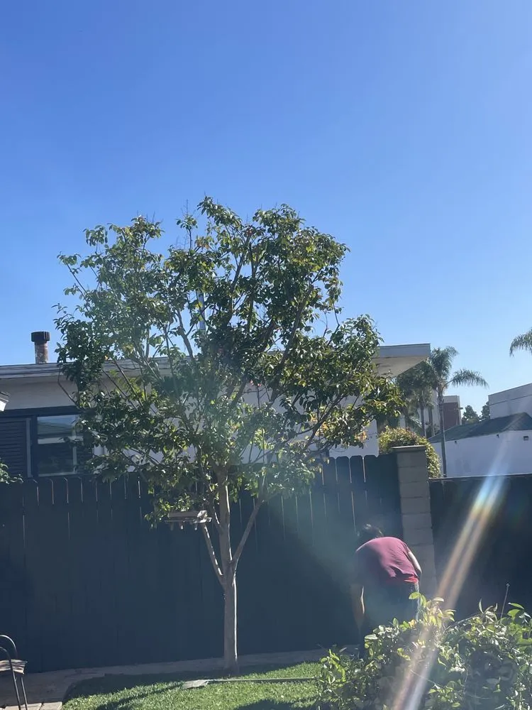 Reliable lawn care service in Garden Grove, CA by Eli Landscaping