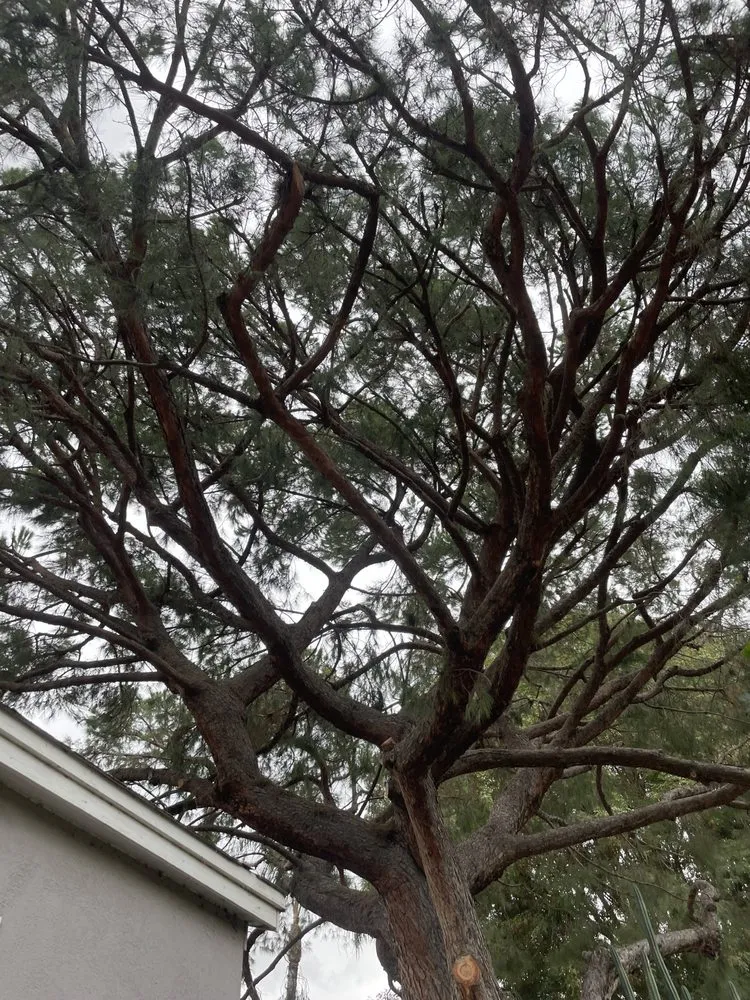 Expert yard maintenance for year-round maintenance across Garden Grove, CA - Eli Landscaping